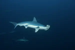 Sphyrna: Scalloped Hammerhead (Sphyrna lewini), Suakins archipelago