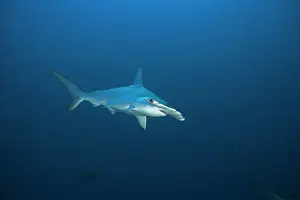 Sphyrna: Scalloped Hammerhead (Sphyrna lewini), Suakins archipelago