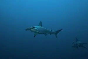 Sphyrna: Scalloped Hammerhead (Sphyrna lewini), Suakins archipelago