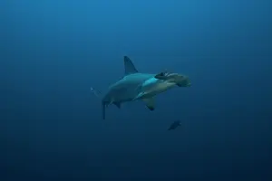 Sphyrna: Scalloped Hammerhead (Sphyrna lewini), Suakins archipelago