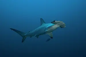 Sphyrna: Scalloped Hammerhead (Sphyrna lewini), Suakins archipelago