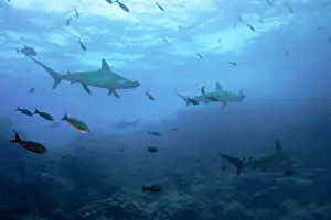 Sphyrna: Scalloped hammerhead Sphyrna lewini Endangered IUCN Darwin i