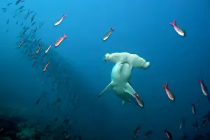 Sphyrna: Scalloped hammerhead Sphyrna lewini Endangered IUCN Darwin i