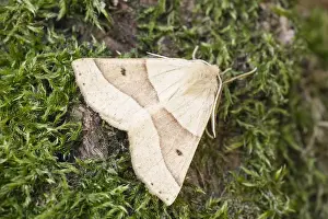 250417: Scalloped Oak Moth, Norfolk UK