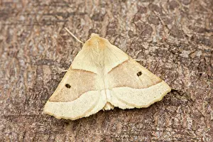 Scalloped: Scalloped Oak Moth at rest