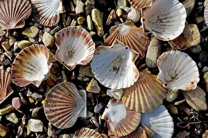 Scallops: Scallops