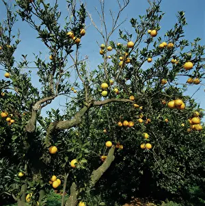 Weak: Scaly bark (Citrus psorosis virus)