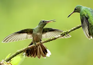 Flaps: Scaly-breasted Hummingbird (Phaeochroa cuvierii)