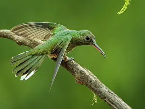 Flaps: Scaly-breasted Hummingbird (Phaeochroa cuvierii)