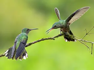 Flaps: Scaly-breasted Hummingbird (Phaeochroa cuvierii)