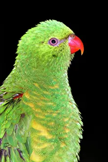 Trichoglossus: Scaly-breasted lorikeet