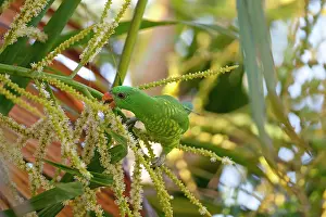 Trichoglossus: Scaly-breasted Lorikeet