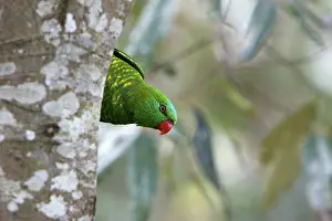 Trichoglossus: Scaly-breasted Lorikeet