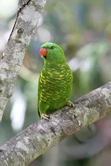 Trichoglossus: Scaly-breasted Lorikeet
