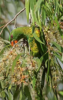 Eucalyptus: Scaly-breasted Lorikeet