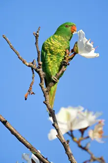 Chlorolepidotus: Scaly-breasted Lorikeet - adult sitting on the