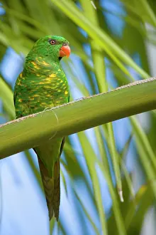 Chlorolepidotus: Scaly-breasted Lorikeet - adult sitting on a palm