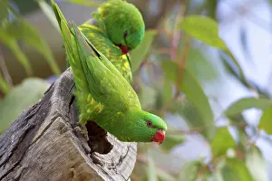 Trichoglossus: Scaly-breasted Lorikeets