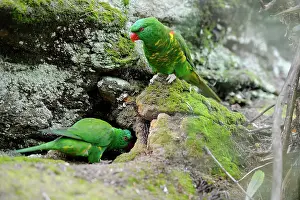 Psittacidae: Scaly-breasted Lorikeets (Trichoglossus chlorolepidotus)