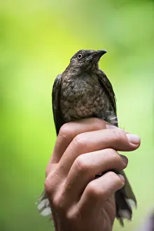 Scientist: Scaly-breasted Thrasher (Allenia fusca) were caught