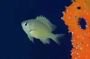 Flores: Scaly Chromis (Chromis lepidolepis), Napolean Reef