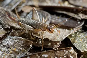 Beached: Scaly Cricket on beached sea grass (Posidonia)
