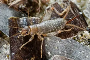 Beached: Scaly Cricket on beached sea grass (Posidonia)