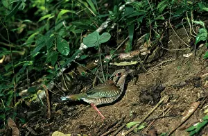 Roller: Scaly Ground Roller
