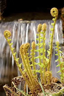 Spouting: Scaly male fern