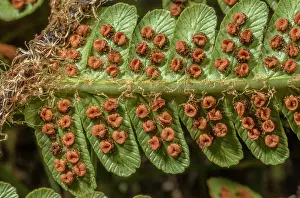 Frond: Scaly male fern, Dryopteris affinis, frond with