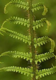 Affinis: Scaly male fern, unfolding frond