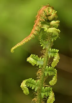 Affinis: Scaly male fern, unfolding frond