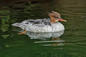 Sided: Scaly-sided Merganser female