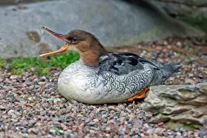 Sided: Scaly-sided Merganser Hen