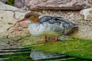 Sided: Scaly-sided Merganser Hen