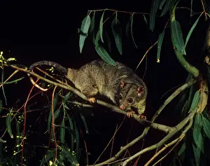 Possum: Scaly-tailed Possum