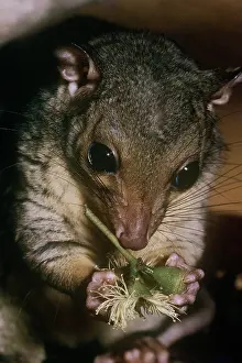 Possum: Scaly-tailed possum - feeding