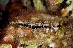 Thorny: Scaly Thorny Oyster on night dive Pantai Parigi