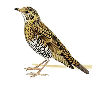 Trush: Scaly Thrush