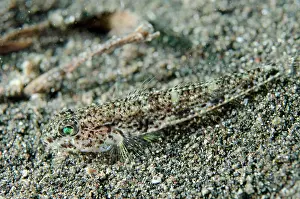 Bajo: Scalyhead Goby on black sand Aer Bajo dive site