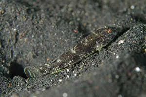 Scalyhead Goby on black sand TK3 dive site, Lembeh