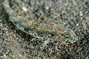Bajo: Scalyhead Goby camouflaged on black sand Aer Bajo