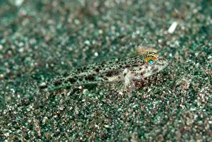 Sandgoby: Scalyhead Sandgoby