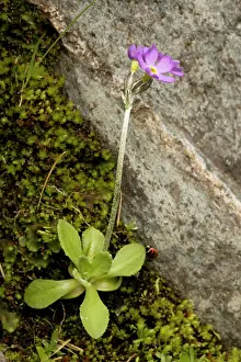 Primroses: Scandinavian primrose