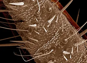Scanning: Scanning Electron Micrograph (SEM): American Cockroach