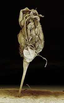 Sting: Scanning Electron Micrograph (SEM): Bee Sting