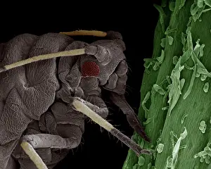 Aphis: Scanning Electron Micrograph (SEM): Black Aphid