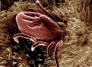 Ticks: Scanning Electron Micrograph (SEM): Black-legged