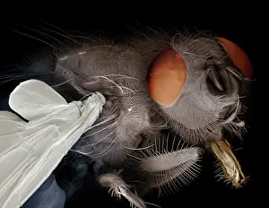 Blowflies: Scanning Electron Micrograph (SEM): Blowfly / Bluebottle