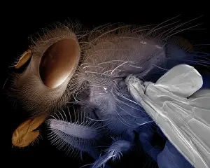 Blowflies: Scanning Electron Micrograph (SEM): Blowfly / Bluebottle Fly